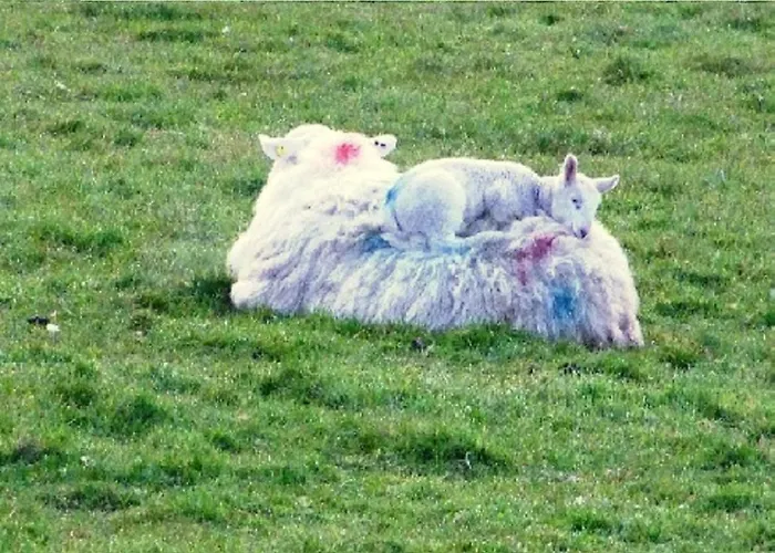 Pensionat Glendalough Scenery Roundwood