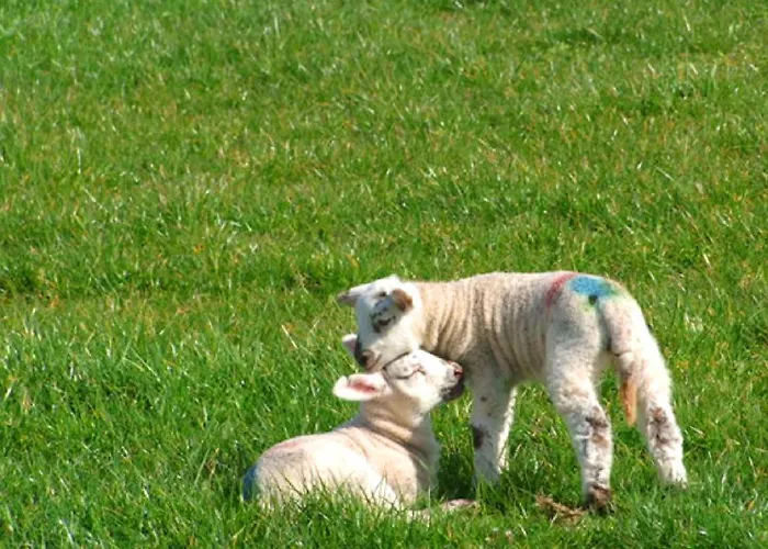 Pensionat Glendalough Scenery Roundwood